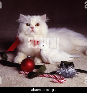 Taube und Cat bei camera Weihnachten Stockfoto