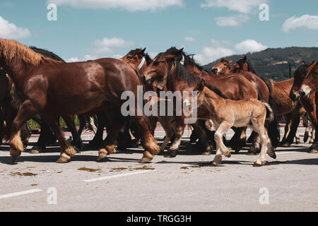 Herde von Pferden Stockfoto