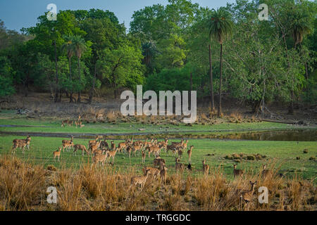 Alert Rotwild Herde nach einem Alarm Anruf von einem Sambar Hirsche in rajbaug See in Ranthambore Nationalpark, Indien entdeckt Stockfoto