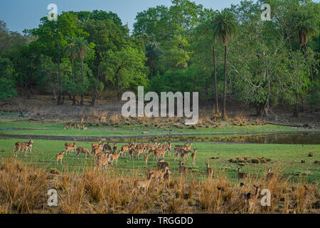 Alert Rotwild Herde nach einem Alarm Anruf von einem Sambar Hirsche in rajbaug See in Ranthambore Nationalpark, Indien entdeckt Stockfoto