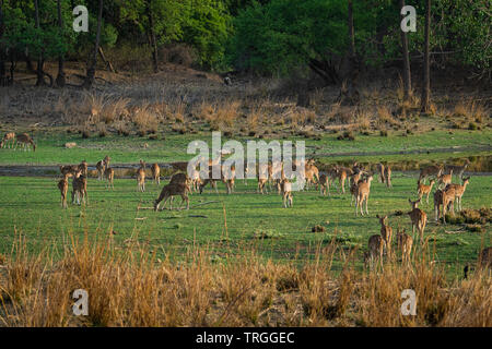 Alert Rotwild Herde nach einem Alarm Anruf von einem Sambar Hirsche in rajbaug See in Ranthambore Nationalpark, Indien entdeckt Stockfoto