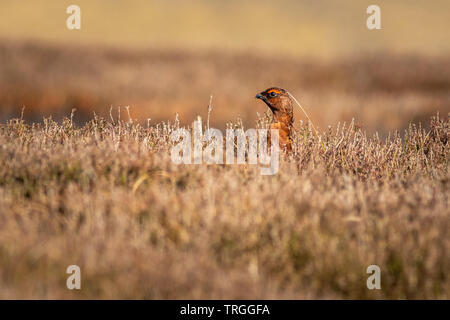 Moorschneehuhn (Lagopus lagopus) auf der Suche Stockfoto