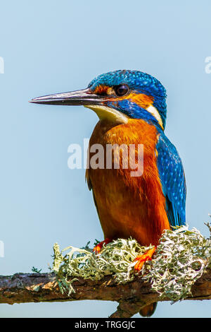 Eisvogel (Alcedo Atthis) thront auf einem Ast Stockfoto