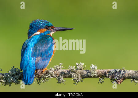 Eisvogel (Alcedo Atthis) thront auf einem Ast Stockfoto