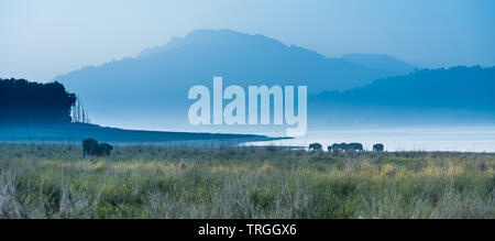 Land der wilden Elefanten an den Wiesen von Jim Corbett National Park Stockfoto