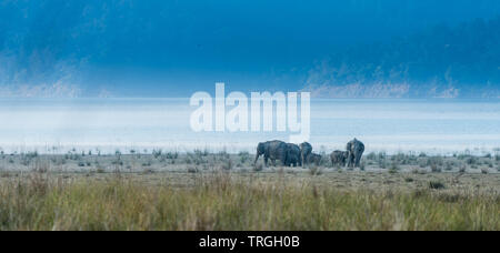 Land der wilden Elefanten an den Wiesen von Jim Corbett National Park Stockfoto