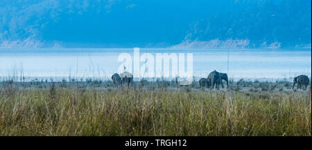 Land der wilden Elefanten an den Wiesen von Jim Corbett National Park Stockfoto