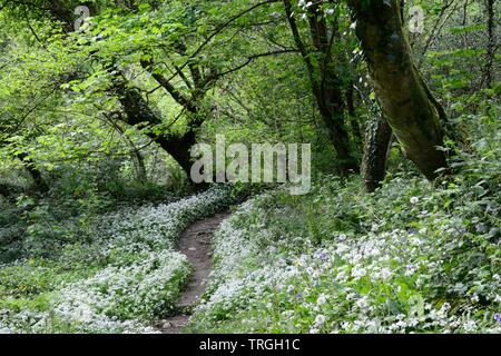 Gewundenen Pfad durch Bärlauch Bärlauch Allium ursinum Grüne Schloss Woods Woodland Trust woodland Llangain Carmarthenshire Wales UK Stockfoto