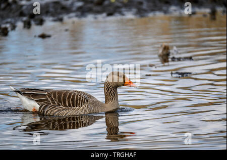 Graugans bewegte Vergangenheit an Gosforth Park NR, England, Großbritannien Stockfoto