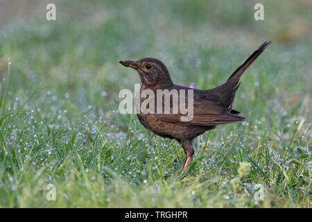 Gemeinsame Amsel/Amsel (Turdus merula), braun Weiblich, typische Garten Vogel, im Gras sitzen, auf dem Boden, im aufmerksamen darstellen, Seitenansicht, wildlif Stockfoto