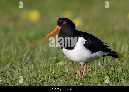 Austernfischer/Austernfischer (Haematopus ostralegus), in der Nähe, zu Fuß durch einen frühlingshaften Wiese, Flora und Fauna in Europa. Stockfoto