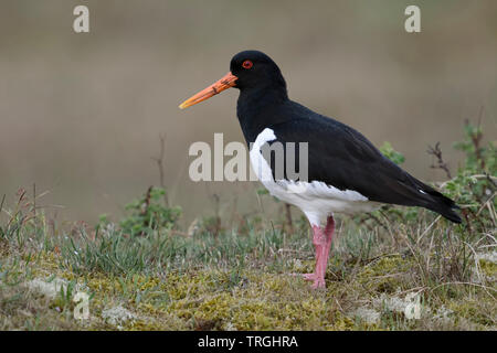 Austernfischer/Austernfischer (Haematopus ostralegus), steht auf einem kleinen Hügel, schöne und detaillierte Seitenansicht, Wildlife, Europa. Stockfoto