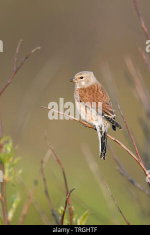 Gemeinsame Hänfling/Bluthänfling (Carduelis cannabina), männlicher Vogel in der Zucht Kleid, in Buches gehockt, Nizza, Rückseite, Frühling, Natur, Europa. Stockfoto