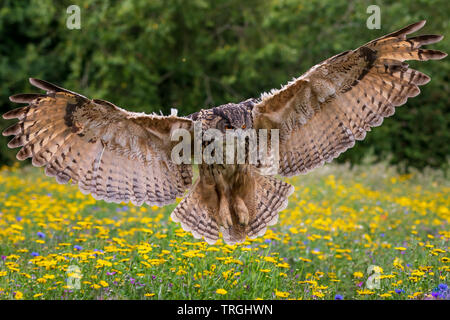 Uhu (Bubo bubo) im Flug Stockfoto