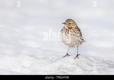 Wiesenpieper (Anthus pratensis), schöne Songbird sitzen auf dem Schnee am Nachmittag, Nationalpark Riesengebirge, Tschechische Republik Stockfoto