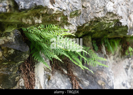 Kalkstein Farn, Gymnocarpium robertianum Stockfoto