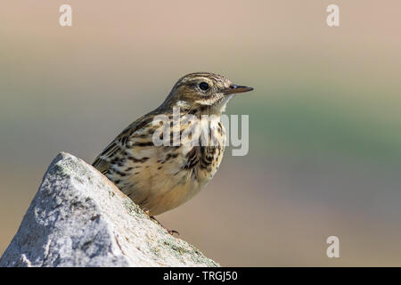 Wiesenpieper Anthus pratensis) saß auf einer Wand Stockfoto