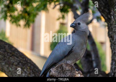 Nahaufnahme von einem Grauen gehen - weg Vogel (Grau Lourie) thront auf einem Ast. Stockfoto