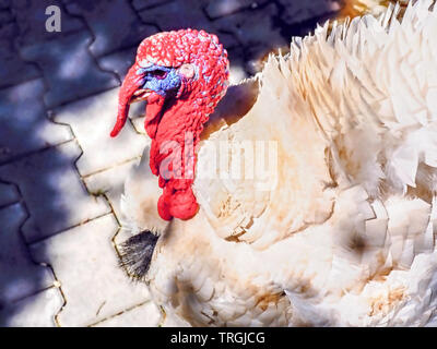 Weiß big Türkei mit blauem Rand auf die Augen und roten Hals und Kopf, das Gefieder ist weiß, Seitenansicht in Nahaufnahme in der Sonne Stockfoto