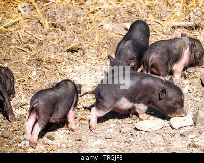 Vier kleine Ferkel, ca. 3 Wochen alt, Schwarzhaarige, mit rosafarbenen Beinen Graben im Stroh im Sonnenlicht. Stockfoto