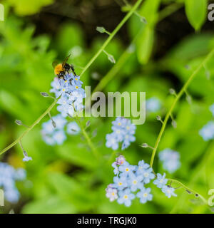 Bumblebee Zeichnung Nektar aus einer Vergiss Mich Nicht Blume Stockfoto