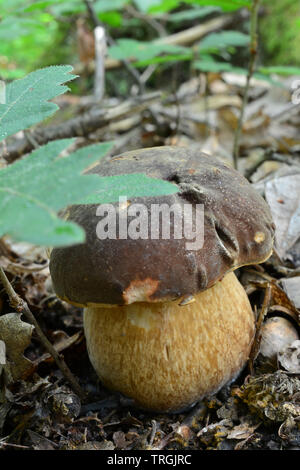 Junge, gesunde Muster BOLETUS aereus oder dunklen Cep, oder Bronze bolete Pilz hinter Eichenlaub versteckt, bis Ansicht schließen, vertikale Ausrichtung Stockfoto