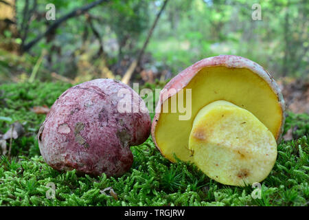 Zwei schöne Muster Butyriboletus regius (ehemals Boletus regius), auch bekannt als die königliche bolete oder Rot bekannt, schneebedeckten Butter bolete wachsende von gr Stockfoto