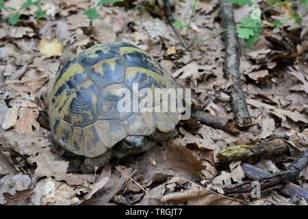 Hermann's Schildkröte oder Testudo hermanni auf dem Boden im Eichenwald, teilweise in der Rüstung versteckt Stockfoto