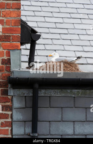 Erwachsene Europäische Silbermöwe, Larus argentatus, sitzen auf Nest auf dem Dach von Gebäude, Whitby, North Yorkshire, Großbritannien, Britische Inseln Stockfoto