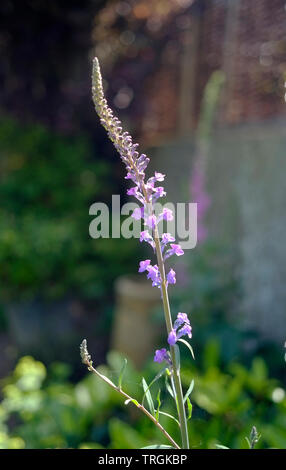 Single Lila Toadflax Blume - Linaria purpurea Stockfoto