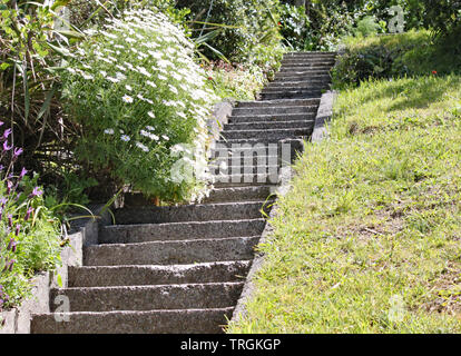 Steile konkrete Schritte in einem Garten in Wellington, Neuseeland. Eine der Freuden des Lebens auf einem steilen Hügel. Stockfoto