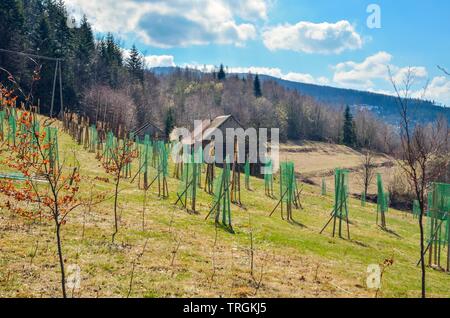 Die Zucht der Bäume in die Berge. Baum-sämlingen auf einem Berg Clearing. Stockfoto