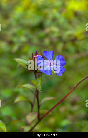 Phlox maculata blue moon Flower mit Wassertropfen auf den unscharfen Hintergrund Stockfoto