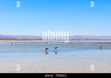 Salar de Atacama, San Pedro de Atacama, Chile Stockfoto