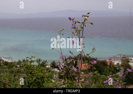 Gemeinsame Malve (Malva Sylvestris) in voller Blüte wild wachsen mit Blick auf das Ägäische Meer, Chalkidiki, Griechenland Stockfoto