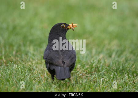 Männliche gemeinsame Amsel "Turdus merula" Mehlwürmer sammeln auf einen Garten Rasen, England, Großbritannien Stockfoto