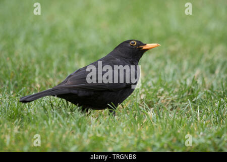 Männliche gemeinsame Amsel "Turdus merula" auf einem Garten Rasen, England, Großbritannien Stockfoto