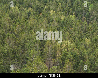 Wald aus der Vogelperspektive Stockfoto