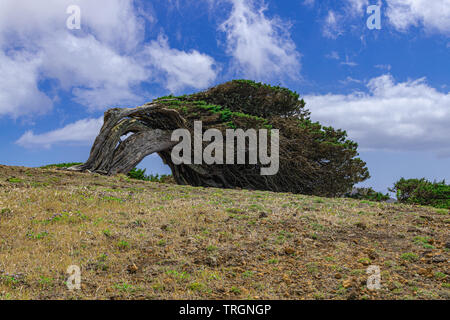 Phoenicean Wacholderbeeren (Juniperus phoenicea canariensis), mit blauem Himmel und einige Wolken Hintergrund, El Sabinar, Frontera, El Hierro, Kanarische Inseln, Spai Stockfoto