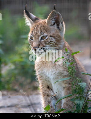 Ein norther Luchs Wildkatze am Highland Wildlife Park Aviemore, Schottland Stockfoto