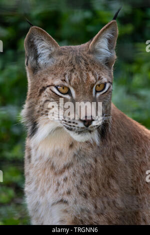 Ein norther Luchs Wildkatze am Highland Wildlife Park Aviemore, Schottland Stockfoto