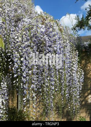 Ein Vorhang von sehr langen Blütenständen eines reifen, blass lila Wisteria sind eine der Herrlichkeit eines Englischen Garten im späten Frühjahr; Mai 2019 Stockfoto