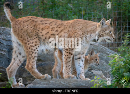 Ein norther Luchs Wildkatze am Highland Wildlife Park Aviemore, Schottland Stockfoto