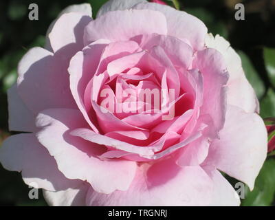 Nahaufnahme einer Romantisch rosa Rose, Französisch perfekt geformt und in voller Blüte. Stockfoto