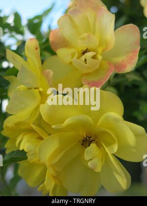 Nahaufnahme der Blüten einer blass gelbe Rose, Blütenblätter in rosa gefärbt. Stockfoto