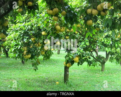 Nahaufnahme einer einzelnen Grapefruit Baum mit einem schwerem Erntegut der große Gelbe Grapefruit; ein italienisches Obstgarten, Juni 2019 Stockfoto