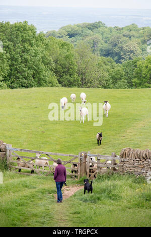 Zu Fuß die Cotswold Way am Broadway Tower Country Park in der Nähe von Cotswold Town von Broadway, Worcestershire, England, Großbritannien Stockfoto