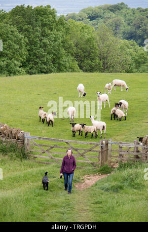 Zu Fuß die Cotswold Way am Broadway Tower Country Park in der Nähe von Cotswold Town von Broadway, Worcestershire, England, Großbritannien Stockfoto