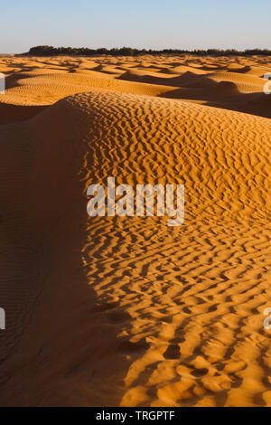 Sanddünen mit Wellen und eine Oase am Horizont in den Abend. Sahara, Tunesien, Südafrika. Stockfoto