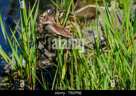 Amerikanische Rohrdommel an Turnbull National Wildlife Refuge Stockfoto